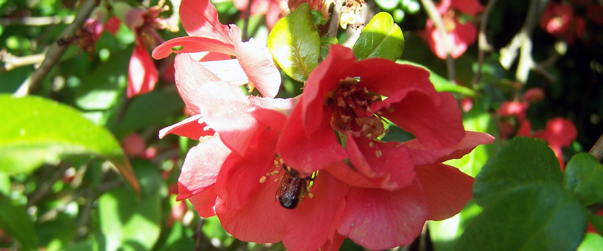 blume