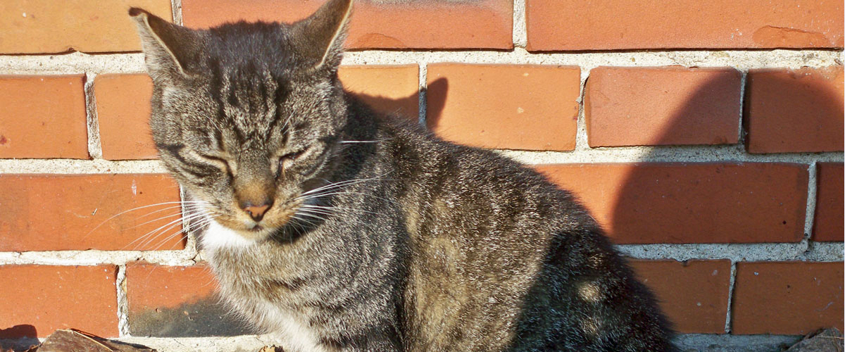 katze