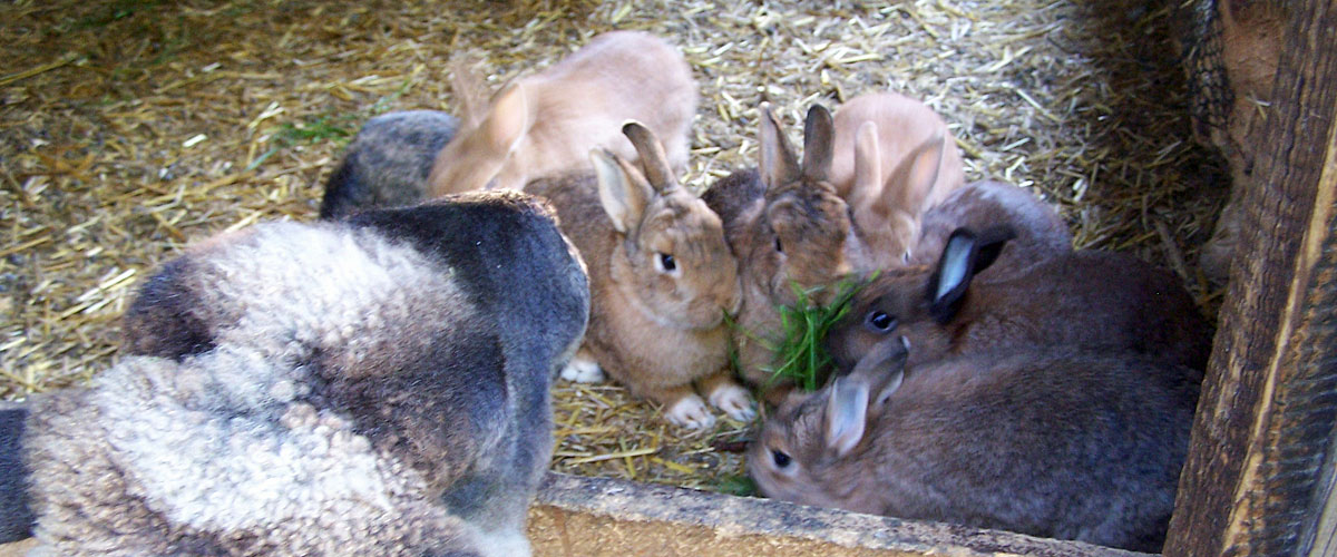 kaninchen3