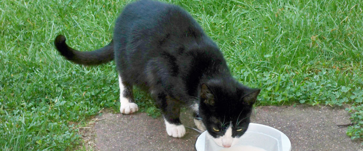 katze1