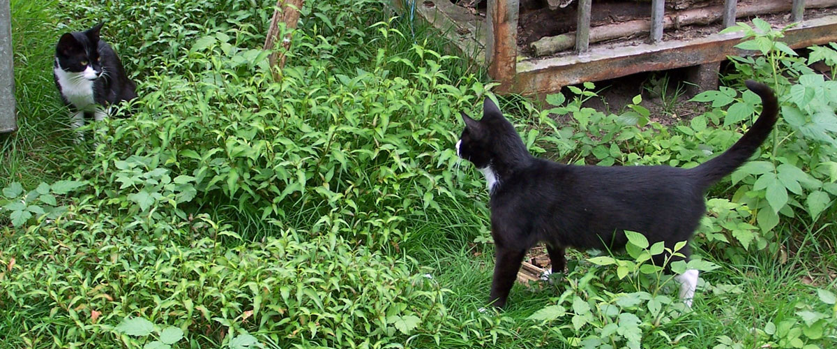 katze2