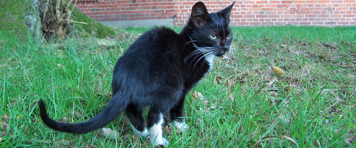 katze3