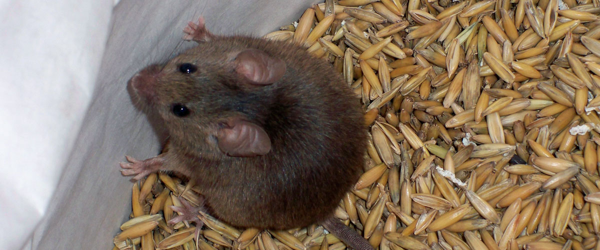 maus1