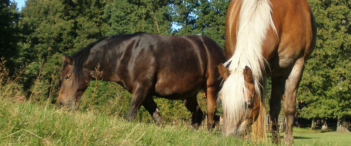 pferde3